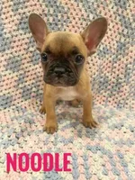 Noodle *ready now*, a female French Bulldog for sale in Joliet, IL – Photo 2 of 2