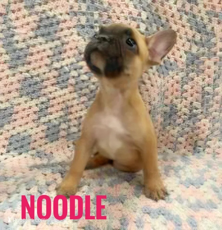 Noodle *ready now* – French Bulldog puppy for sale in Joliet, IL
