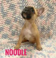 Noodle *ready now*, a female French Bulldog for sale in Joliet, IL – Photo 1 of 2