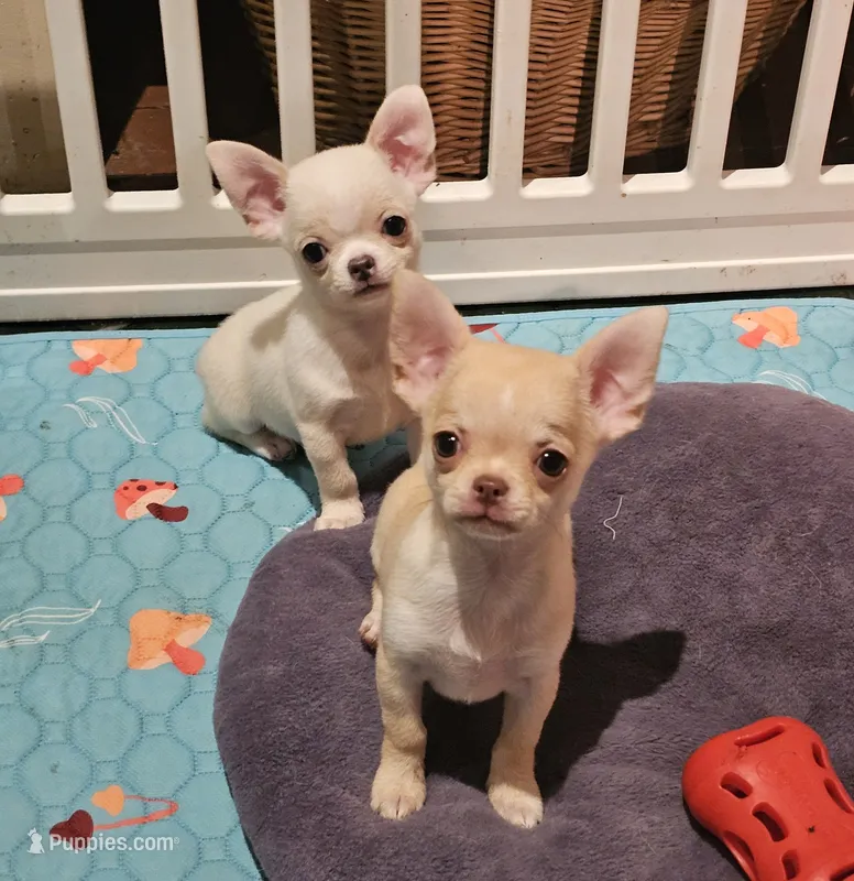 Teddy – Chihuahua puppy for sale in Joliet, IL