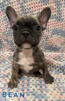 Bean, a male French Bulldog for sale in Joliet, IL – Photo 2 of 2