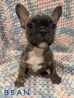Bean, a male French Bulldog for sale in Joliet, IL – Photo 1 of 2