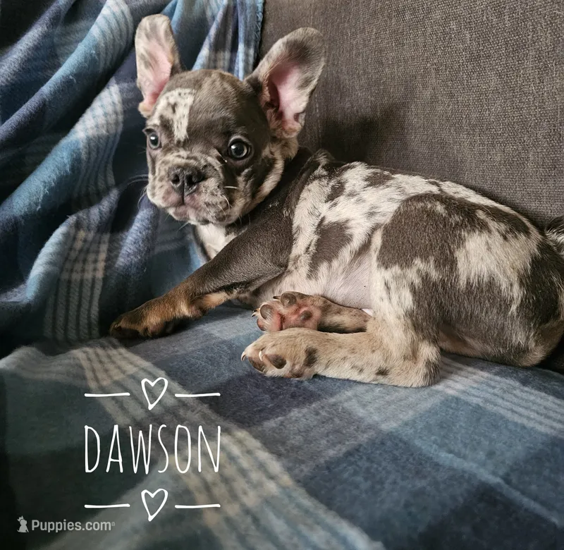 Dawson – French Bulldog puppy for sale in Joliet, IL