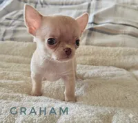Graham, a male Chihuahua for sale in Joliet, IL – 1 of 3