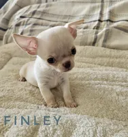 Finley, a male Chihuahua for sale in Joliet, IL – 3 of 4