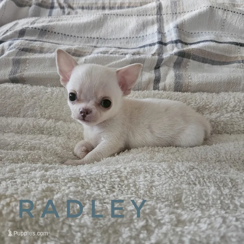 Radley – Chihuahua puppy for sale in Joliet, IL