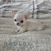 Radley, a male Chihuahua for sale in Joliet, IL – 4 of 4