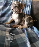 Dawson, a male French Bulldog for sale in Joliet, IL – 3 of 3