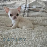 Radley, a male Chihuahua for sale in Joliet, IL – 2 of 4