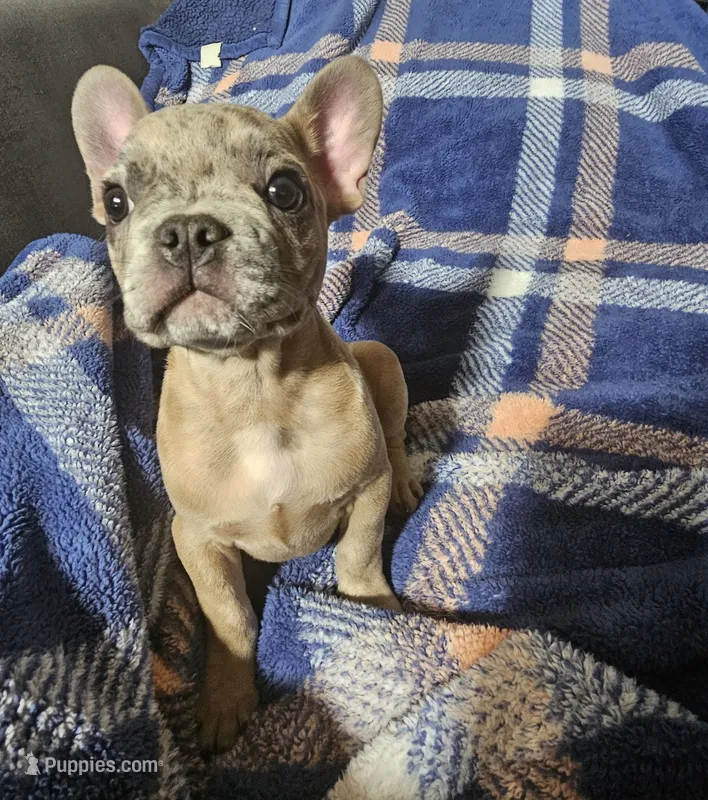 Riggs – French Bulldog puppy for sale in Joliet, IL