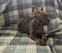 Gavin, a male French Bulldog for sale in Joliet, IL – 2 of 3