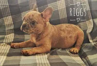 Riggs, a male French Bulldog for sale in Joliet, IL – 2 of 3