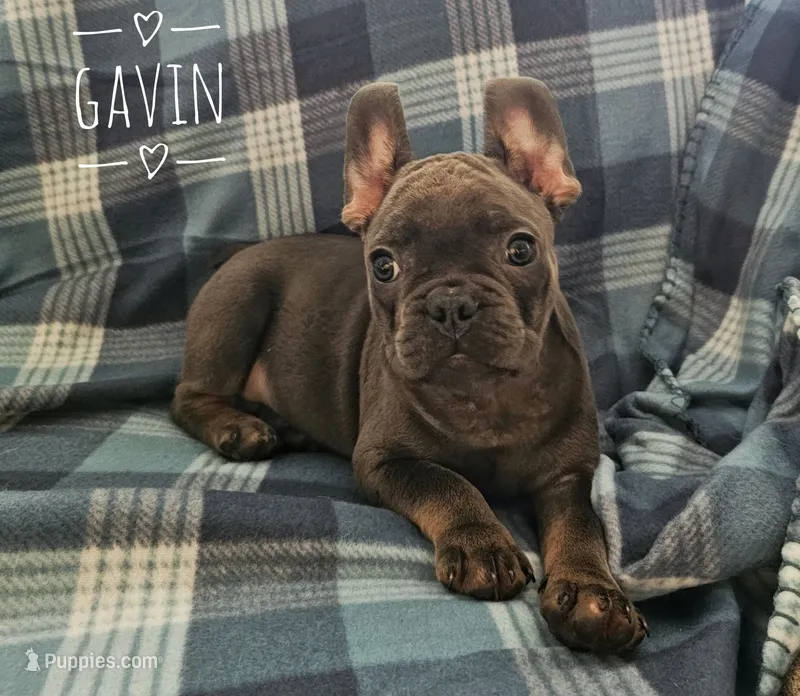 Gavin – French Bulldog puppy for sale in Joliet, IL