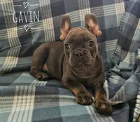 Gavin, a male French Bulldog for sale in Joliet, IL – 1 of 1