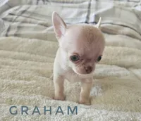 Graham, a male Chihuahua for sale in Joliet, IL – 2 of 3