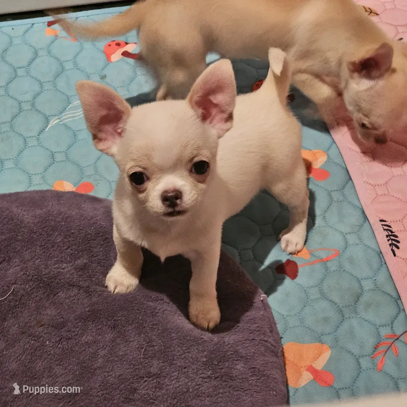 Radley – Chihuahua puppy for sale in Joliet, IL