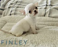 Finley, a male Chihuahua for sale in Joliet, IL – 2 of 4
