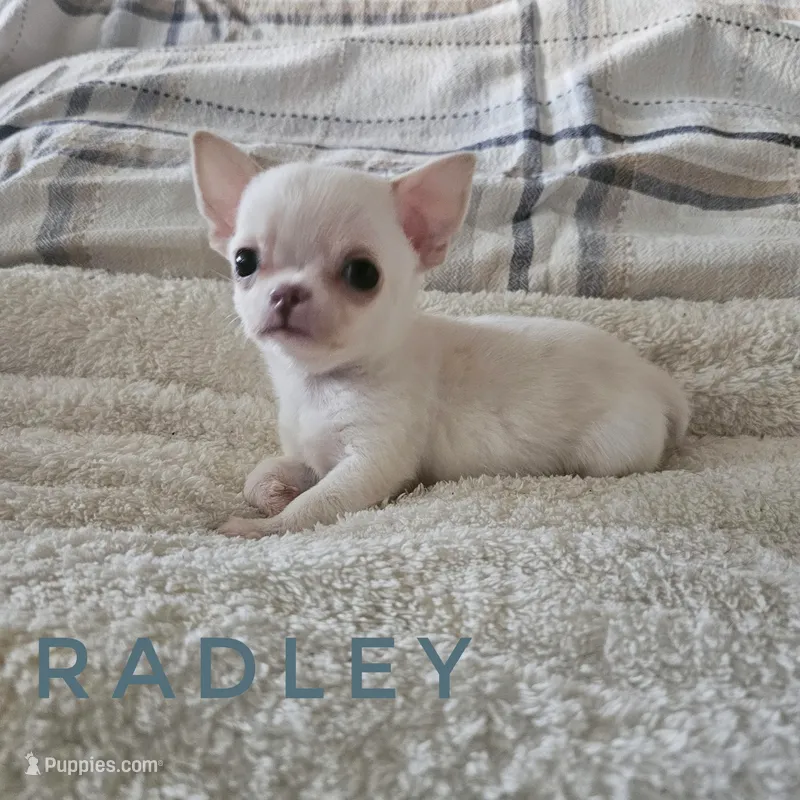 Radley, a male Chihuahua for sale in Joliet, IL – 1 of 4