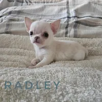 Radley, a male Chihuahua for sale in Joliet, IL – 1 of 4
