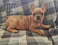Riggs, a male French Bulldog for sale in Joliet, IL – 1 of 3