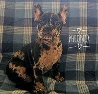Phoenix, a male French Bulldog for sale in Joliet, IL – 3 of 3