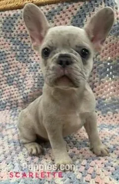 Scarlette *ready now* – French Bulldog puppy for sale in Joliet, IL