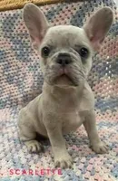 Scarlette *ready now*, a male French Bulldog for sale in Joliet, IL – Photo 1 of 2