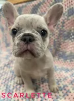 Scarlette *ready now*, a male French Bulldog for sale in Joliet, IL – Photo 2 of 2