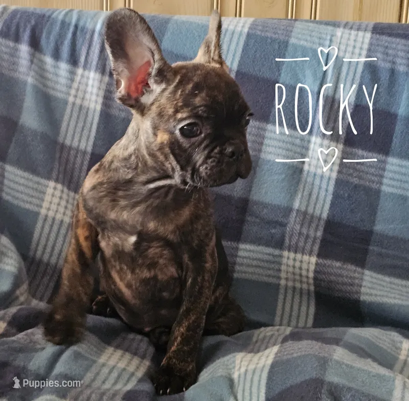 Rocky – French Bulldog puppy for sale in Joliet, IL