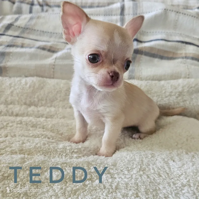 Teddy – Chihuahua puppy for sale in Joliet, IL