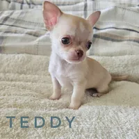 Teddy, a male Chihuahua for sale in Joliet, IL – 4 of 4