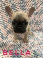 Bella *ready now*, a female French Bulldog for sale in Joliet, IL – Photo 2 of 2