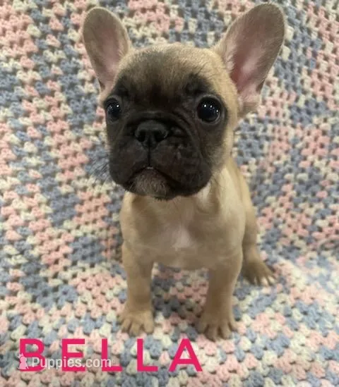 Bella *ready now* – French Bulldog puppy for sale in Joliet, IL