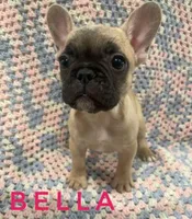Bella *ready now*, a female French Bulldog for sale in Joliet, IL – Photo 1 of 2