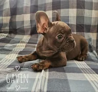 Gavin, a male French Bulldog for sale in Joliet, IL – 3 of 3