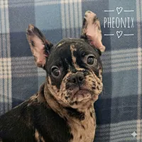 Phoenix, a male French Bulldog for sale in Joliet, IL – 2 of 3