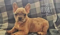 Riggs, a male French Bulldog for sale in Joliet, IL – 3 of 3