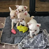 Teddy, a male Chihuahua for sale in Joliet, IL – 7 of 7