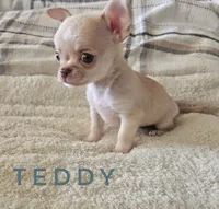 Teddy, a male Chihuahua for sale in Joliet, IL – 3 of 4