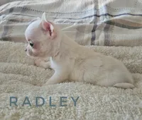 Radley, a male Chihuahua for sale in Joliet, IL – 3 of 4