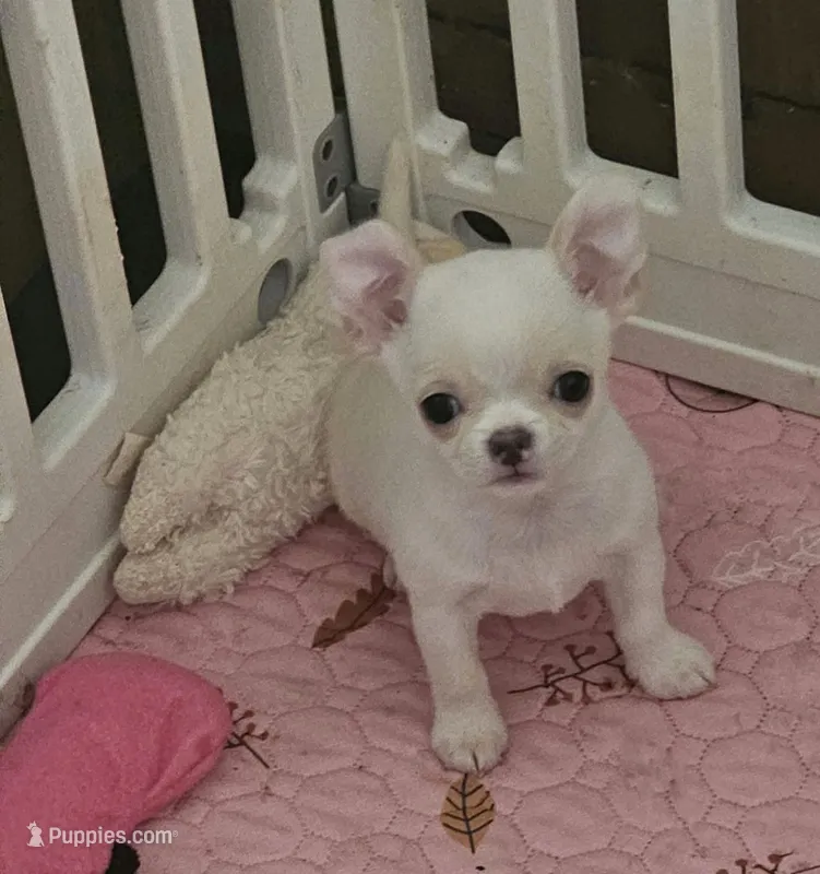 Radley – Chihuahua puppy for sale in Joliet, IL