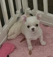 Radley, a male Chihuahua for sale in Joliet, IL – 2 of 7