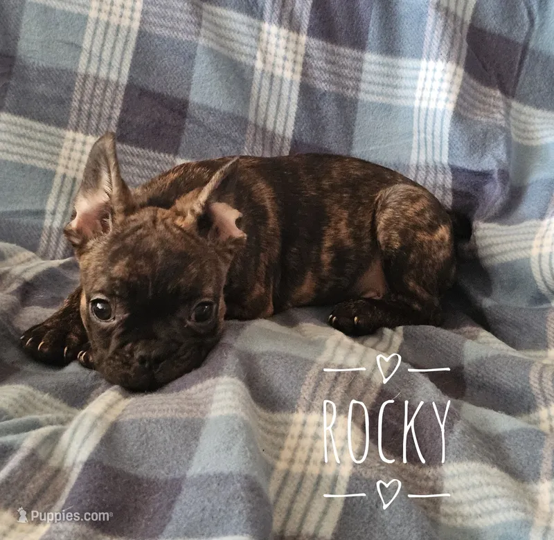 Rocky – French Bulldog puppy for sale in Joliet, IL