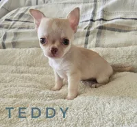 Teddy, a male Chihuahua for sale in Joliet, IL – 2 of 4