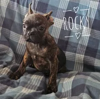 Rocky, a male French Bulldog for sale in Joliet, IL – 2 of 2