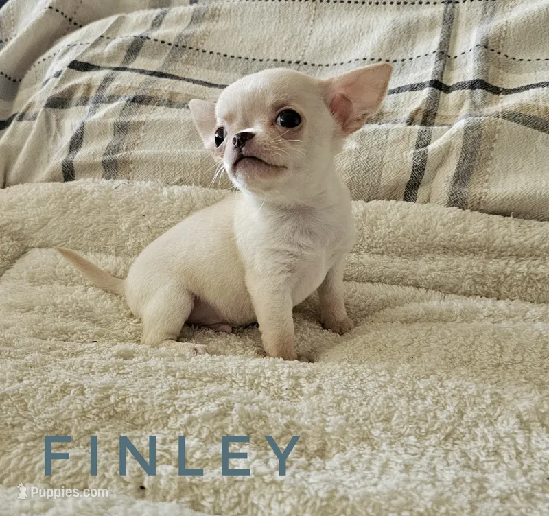 Finley – Chihuahua puppy for sale in Joliet, IL