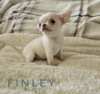 Finley, a male Chihuahua for sale in Joliet, IL – 1 of 4