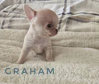 Graham, a male Chihuahua for sale in Joliet, IL – 3 of 3