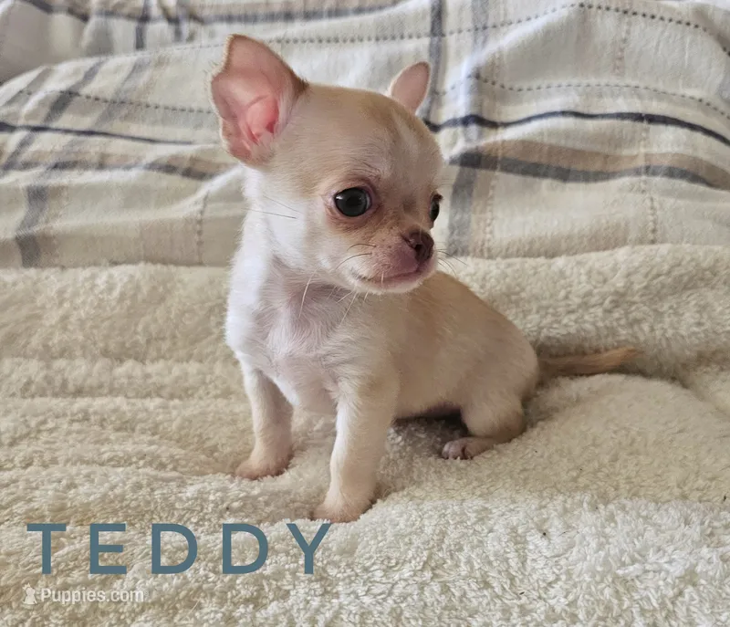 Teddy, a male Chihuahua for sale in Joliet, IL – 1 of 4