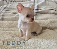 Teddy, a male Chihuahua for sale in Joliet, IL – 1 of 4